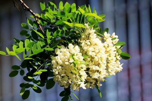 槐树花图片,槐树花图片高清大图