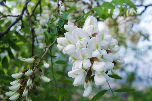 槐树花图片,槐树花图片高清大图