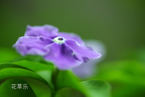 双色茉莉有什么作用?好一朵美丽的茉莉花,全世界都知道它!