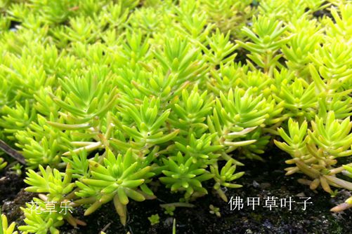 垂盆草和佛甲草的区别,看一眼叶子就明白了就是这么简单