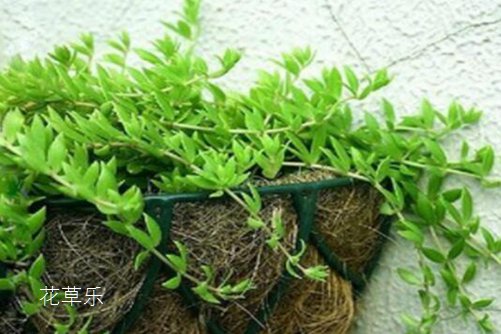 垂盆草如何安全越冬,垂盆草的养殖方法介绍