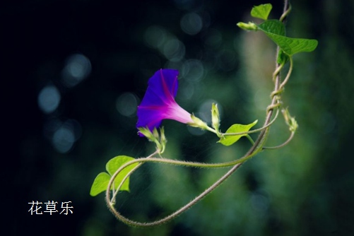 红颜易老,美人迟暮:牵牛花的常见病虫害与防治方法