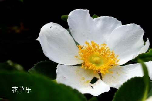你知道荼蘼花吗?荼蘼花有什么寓意?(感情结束)