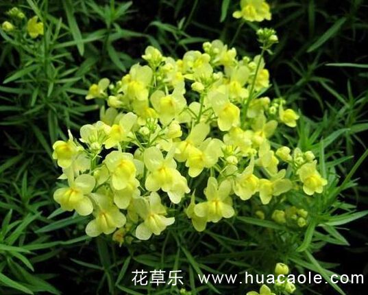 花语大全:金鱼草的寓义和金鱼草的作用