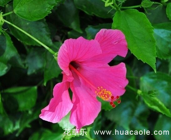 花语大全:扶桑花的花语及寓意