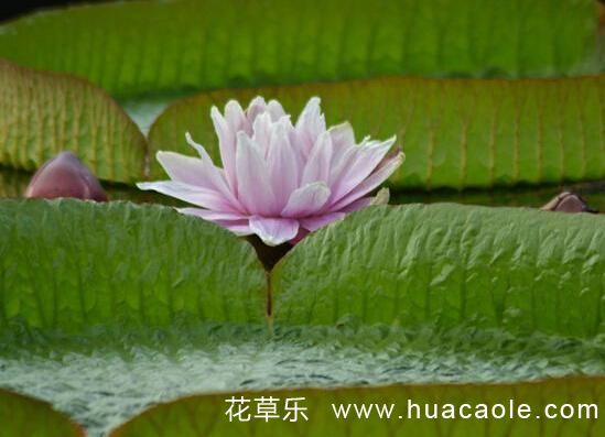 巾帼不让须眉:王莲花语