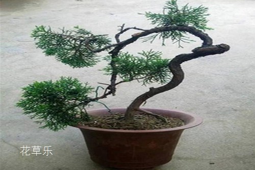 龙柏怎么养?龙柏盆景养护管理